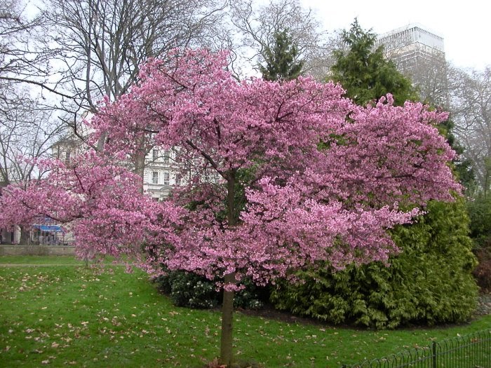 Nursery Plants How to Flowering Cherry Tree
