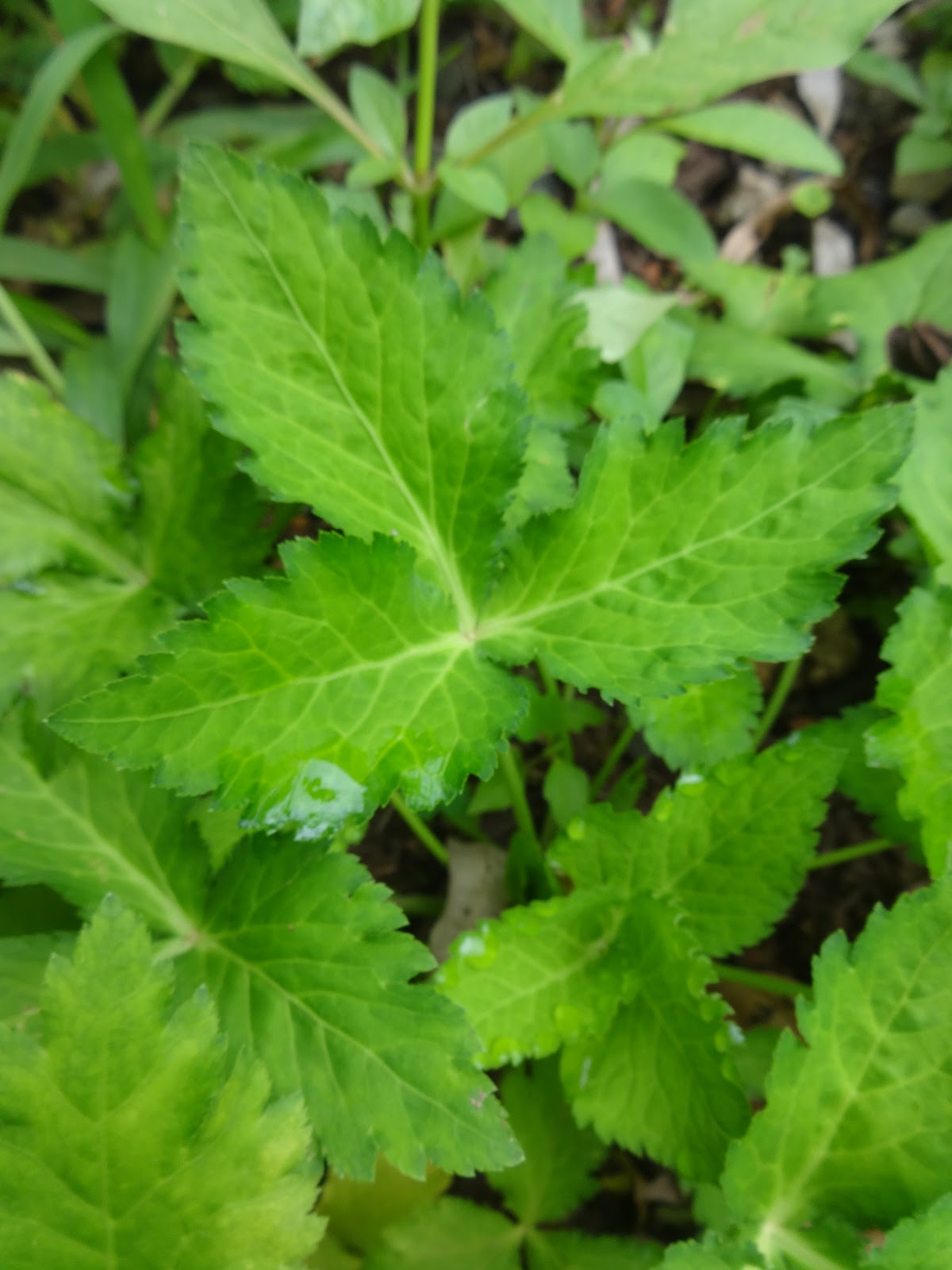 Semi Di Prezzemolo Giapponese Mitsuba - 100 Semi Biologici Per Il Tuo Orto