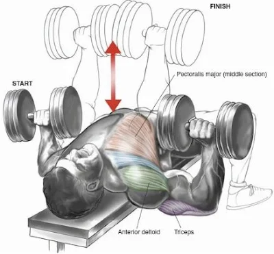 Flat Dumbbell Fly and Flat Dumbbell Press