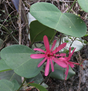 Passiflora tacsonioides