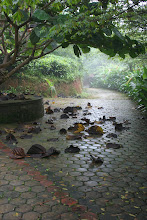 Wayanad Monsoon
