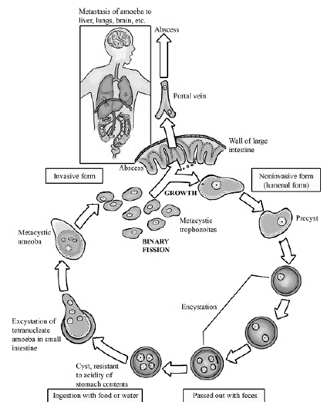 jenis-jenis amoeba, Entamoeba histolytica, Siklus Hidup dan Perkembangan Entamoeba histolytica serta penjelasan spesies Amoeba lainnya
