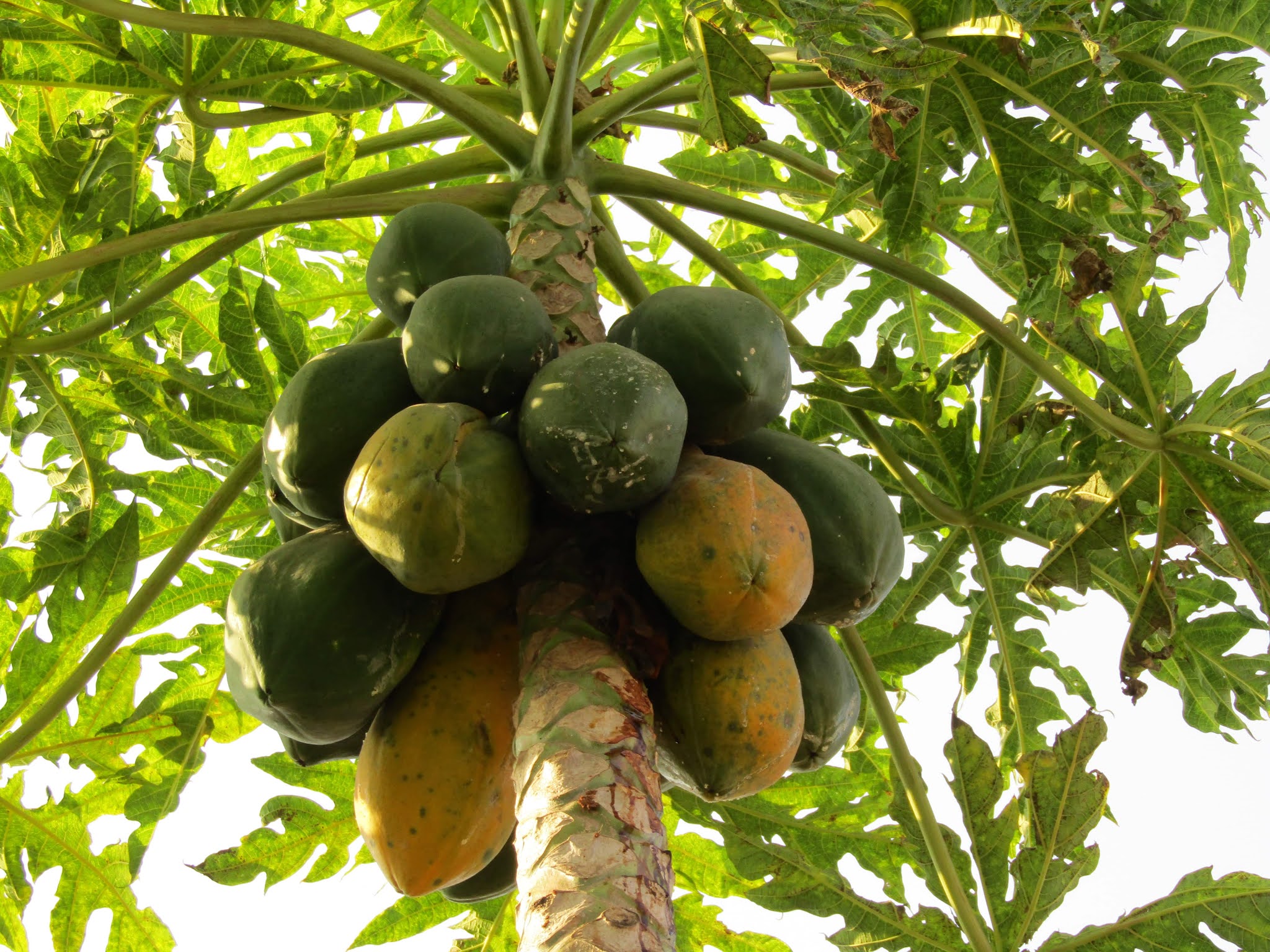 know about kannada and Karnataka Soppu in English Green leafy