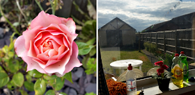 A pink rose and the view from my kitchen into the back garden.