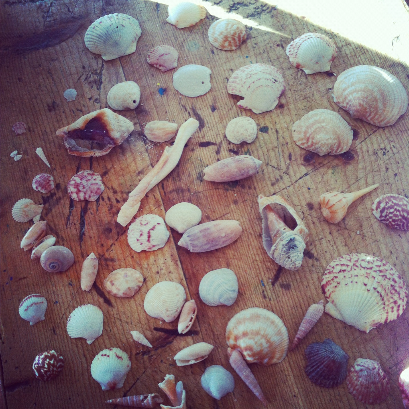 Ten June: Sea Shell Decor