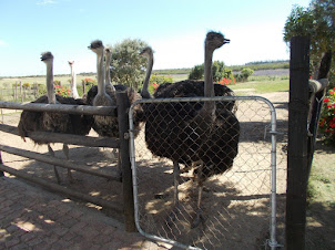 Cape Town Ostrich Ranch.