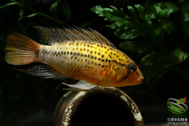 Apistogramma guttata