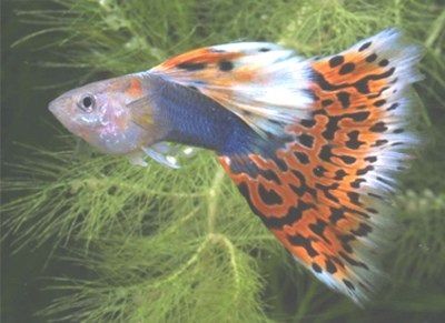 Gambar Ikan Guppy Mosaic - Tuxedo Mosaic