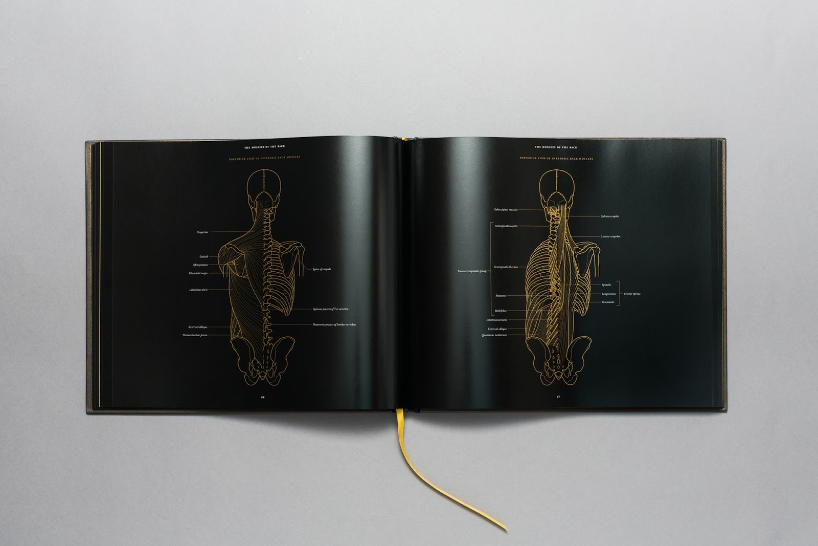 Morbid Anatomy Anatomy in Black A New Anatomical Atlas in Black and