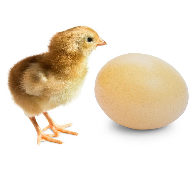 Subhanallah! Ada Telur Di Dalam Telur, Kejadian Langkah Ini Sungguh Terjadi Loh