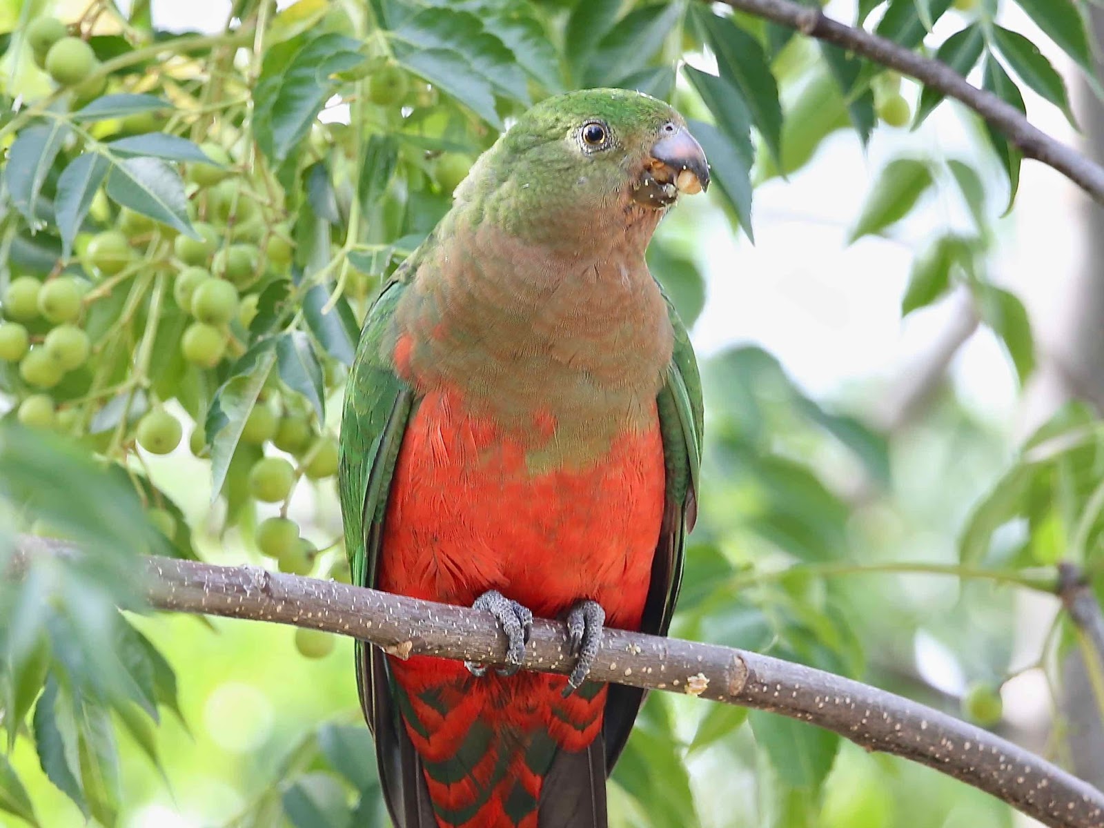 Avithera Australian KingParrot