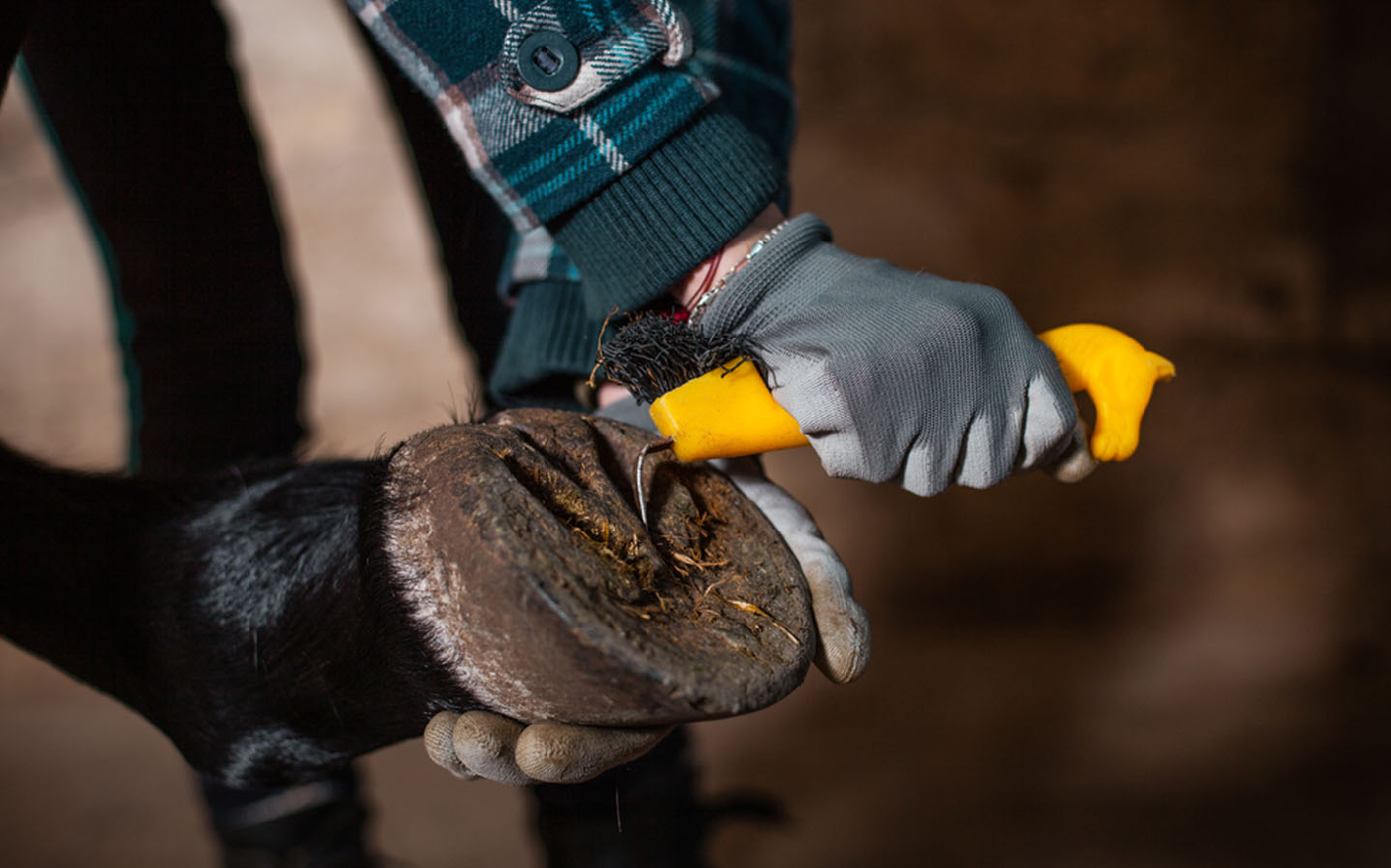 y Caballo Conceptos básicos del cuidado de caballos