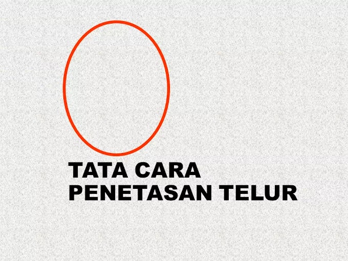 Analisis Jitu: Kupas Tuntas Rahasia Sukses Menetas Telur Itik