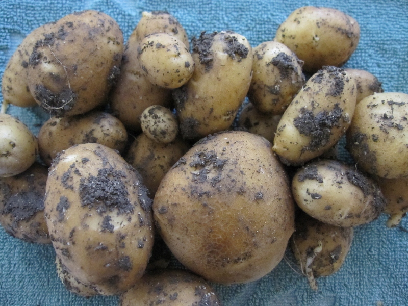 Texoma Gardening Seed Potatoes vs. Store Bought Potatoes for Planting