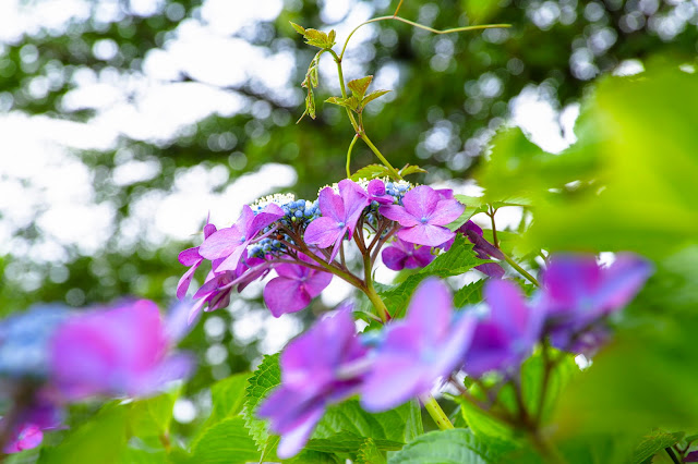 紫陽花の花の写真