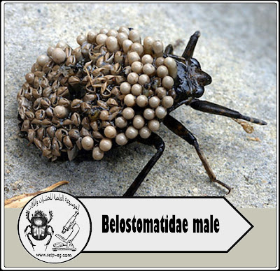 Belostomatidae male
