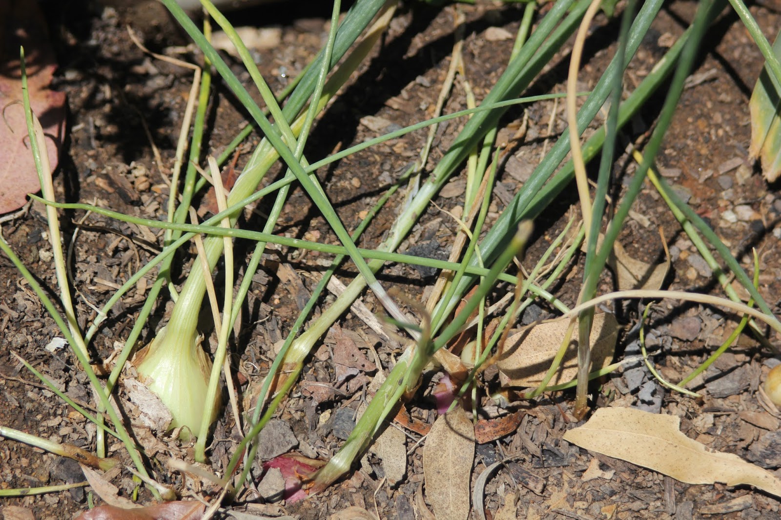 Mudflower True potato onion seeds Australia
