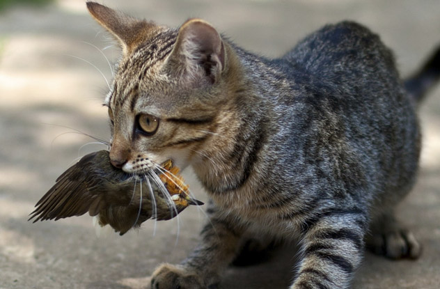 most interesting environmental issues most interesting environmental issues