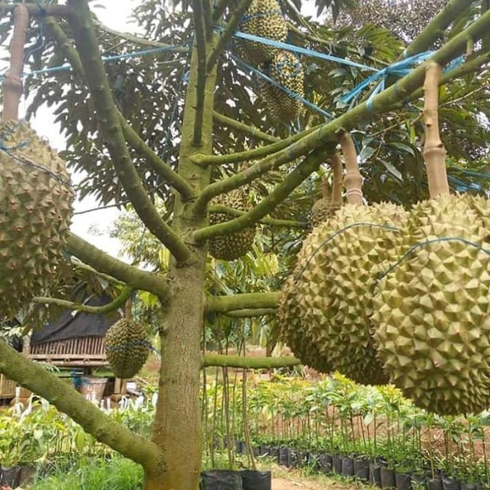Bibit Durian Musangking Kaki 3 Jawa Barat