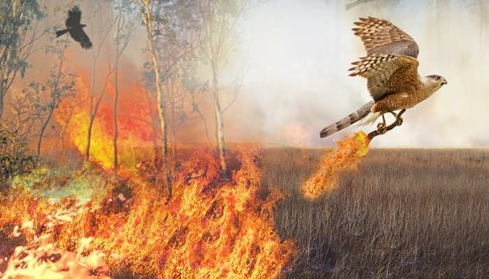 Why Do These Birds Intentionally Spread Fire In The Forest? | This Is How  Birds Use Fire | Amazing Trick ~ Amazing World Reality | Most Beautiful  Places In The World To