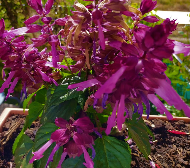 Salvia roja (Salvia splendens Sellow ex Schult.).