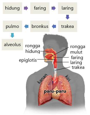 Organ pada sistem pernapasan manusia yang menjadi tempat pertukaran antara oksigen dan karbondioksid