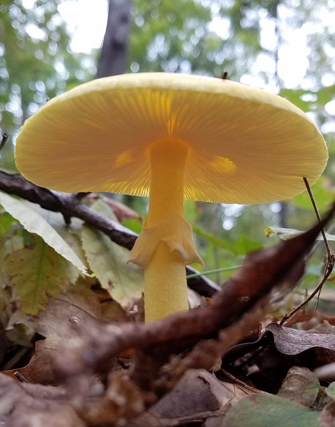 Divinebunbun's Rugged Rural Missouri Pretty Poison(ous) Fall Mushrooms