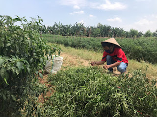 Petani Cabai di Kudus Mengeluh Harga Cabai Anjlok 1 IMG 20210731 WA0131