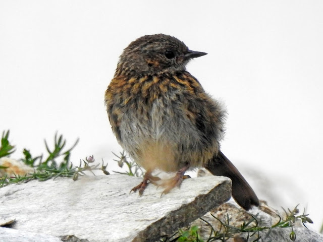 BRUMARITA DE PADURE, Prunella modularis