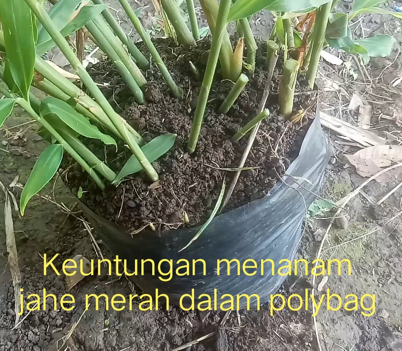 Keuntungan Menanam Jahe Merah Dalam Polybag
