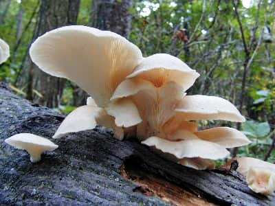 khasiat mengonsumsi jamur tiram putih sebagai pangan dari hutan di indonesia nurul sufitri travel lifestyle blogger review culinary