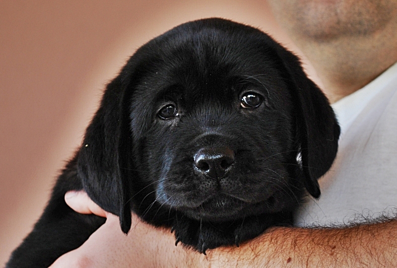 Allevamento Labrador Retriever In Sicilia Cuccioli Labrador