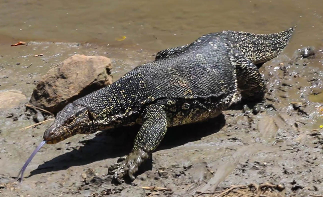 Cannundrums Asian Water Monitor
