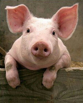 Padre Joao Carlos Meditacao Da Palavra Do Senhor A Historia Dos Porcos Que Se Afogaram No Mar