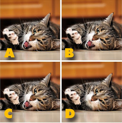 Which image is different? image 16