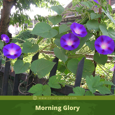 Morning Glory