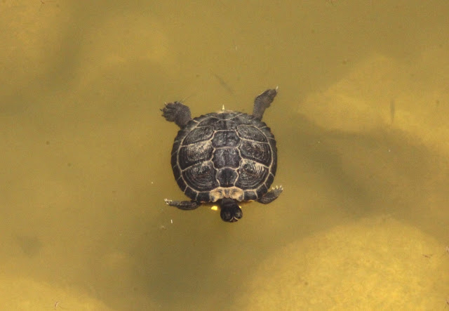 Terrapin - Spain