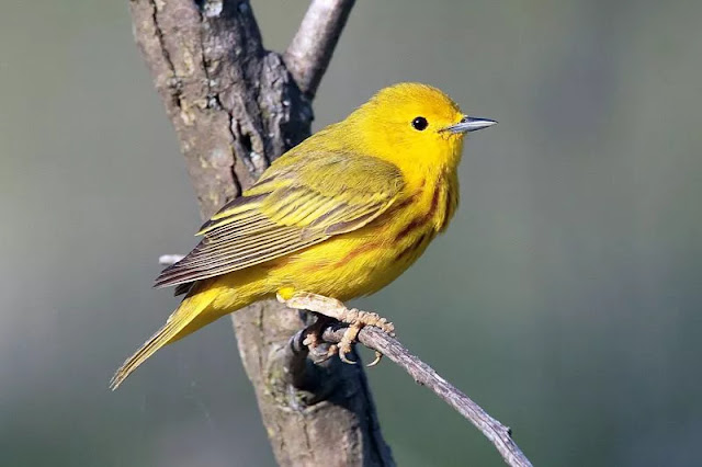 Yellow Bird Dreams Interpretations and Meanings