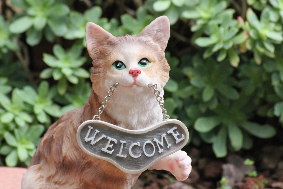 how-to-welcome-your-kitten.jpg