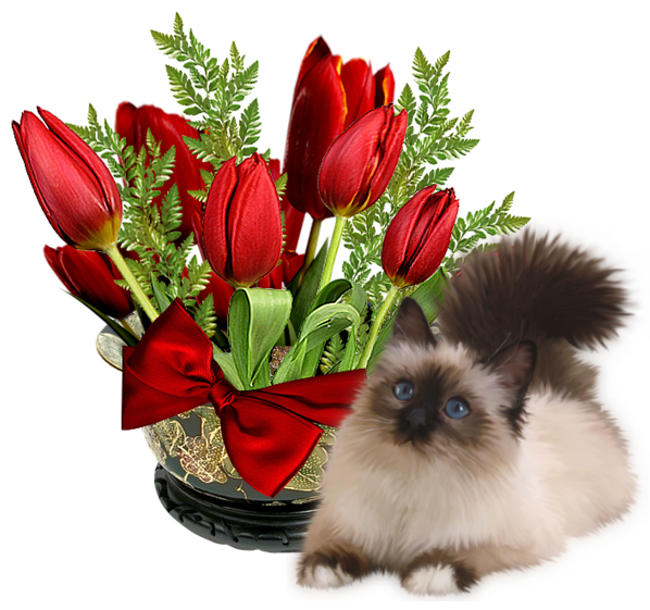 tulips and animals