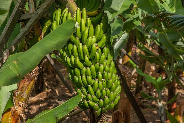 Cara menanam pisang yang dapat meningkatkan hasil panen