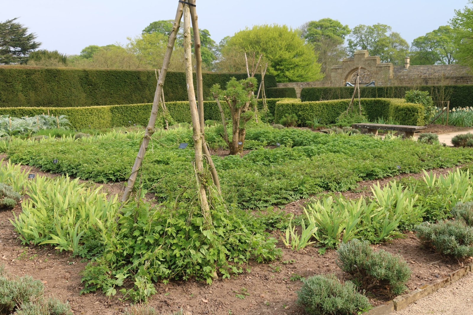JibberJabberUK Hardwick Hall Herb Garden