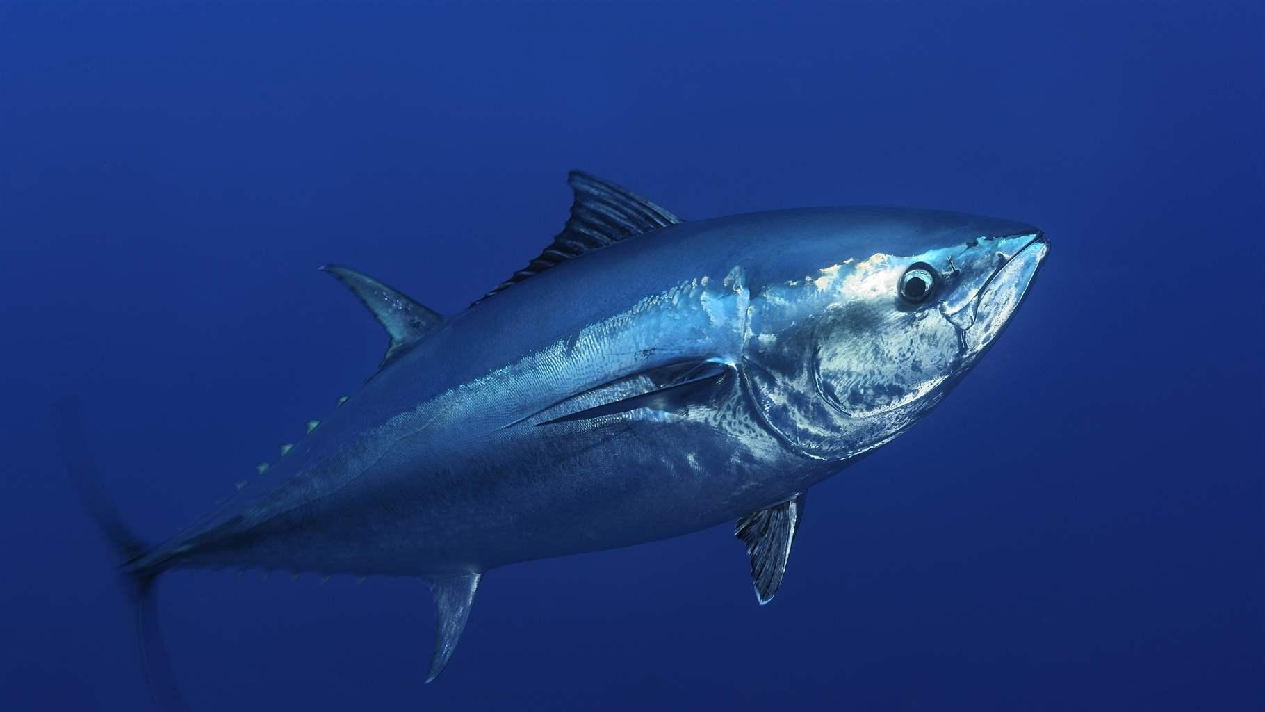 What is Tuna? Characteristics and Benifits of Tuna fish Funny Animals