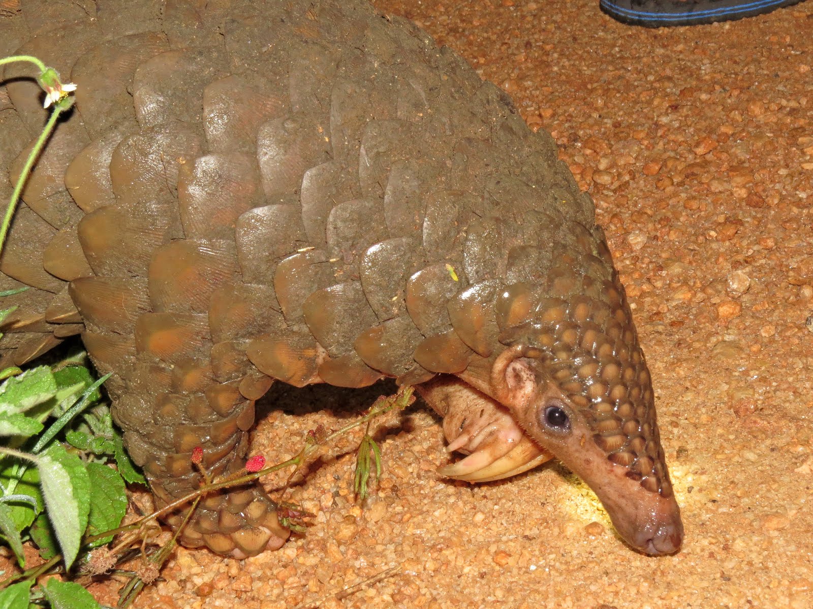 Pangolin, Sri Lanka