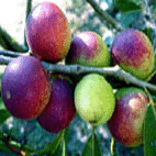 Camu-Camu, Caçari ou Araçá-d'Água (Myrciaria dubia) Camu-Camu, Caçari ou Araçá-d'Água (Myrciaria dubia)