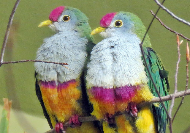 Superb Fruit-Dove | A Rare Pink-Necked Green #Pigeon Superb Fruit-Dove | A Rare Pink-Necked Green #Pigeon