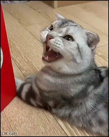 Funny Cat GIF • Cat chirping hard, talking to the noisy birds Funny Cat GIF • Cat chirping hard, talking to the noisy birds