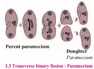 Transverse binary fission Transverse binary fission