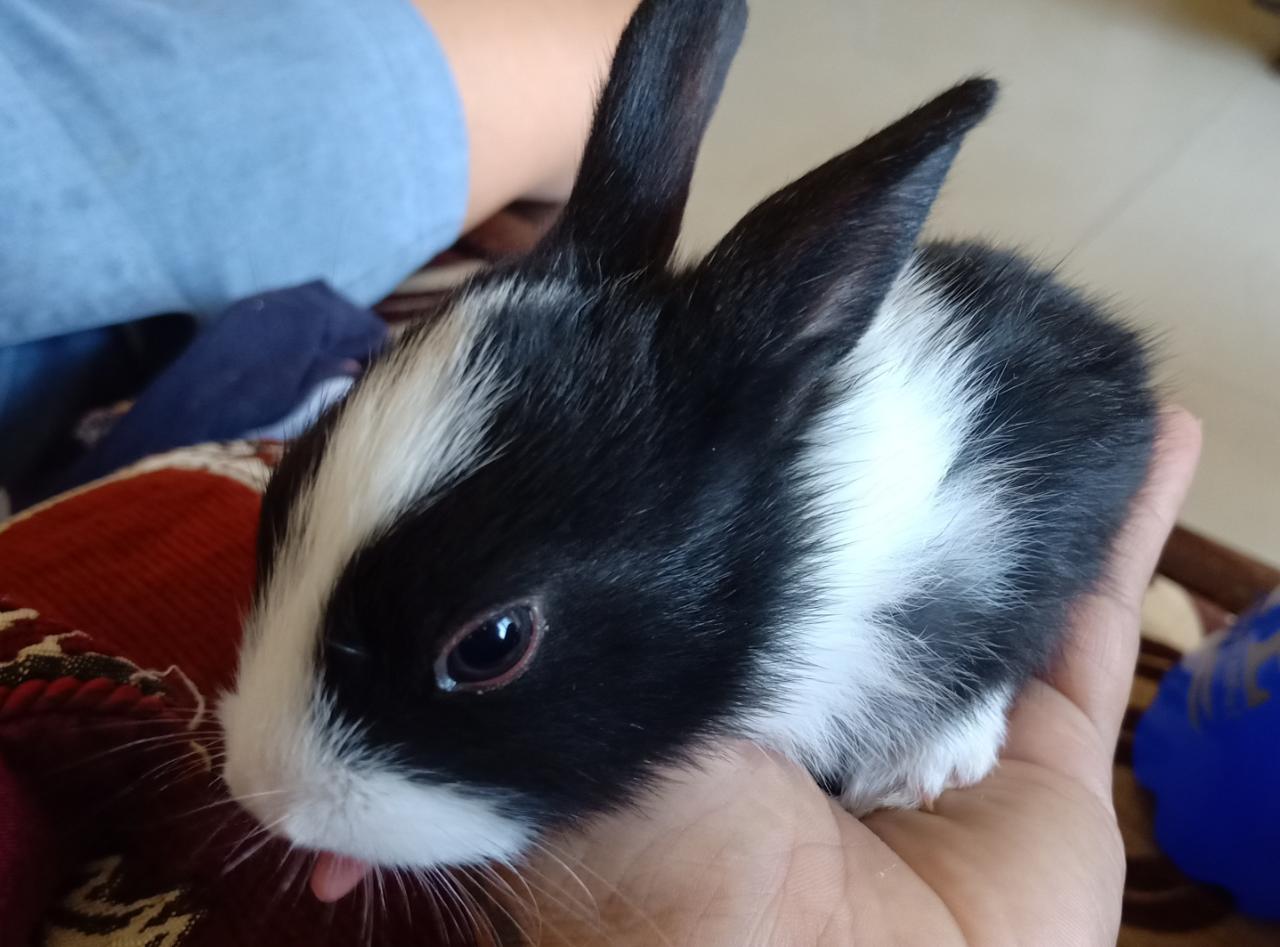 Cute Bunnies For Adoption Adopt a Pet, Missing Pet, Donate, Pet
