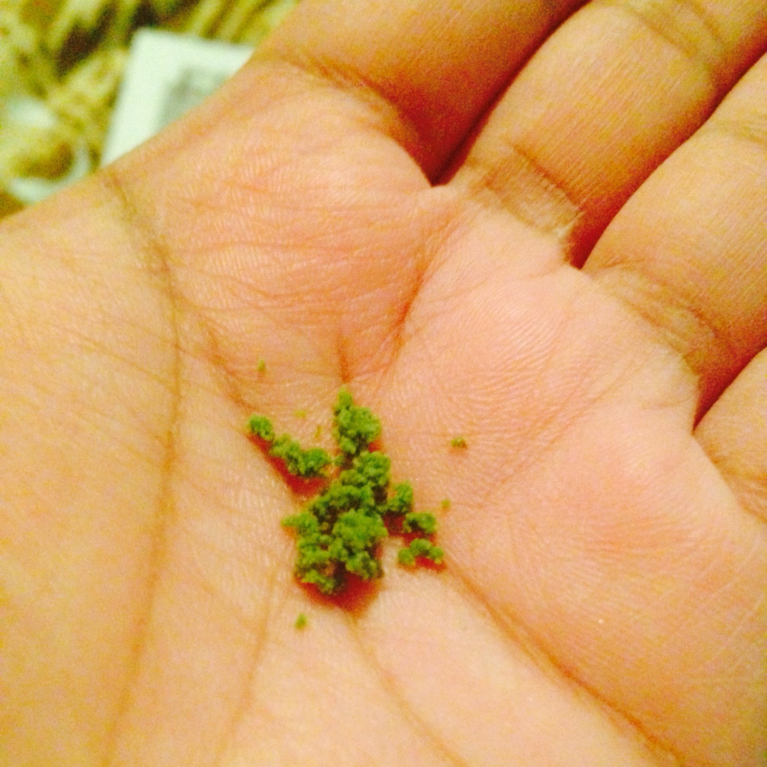 Lush Herbalism Fresh Cleanser Review — Skin Face Beauty